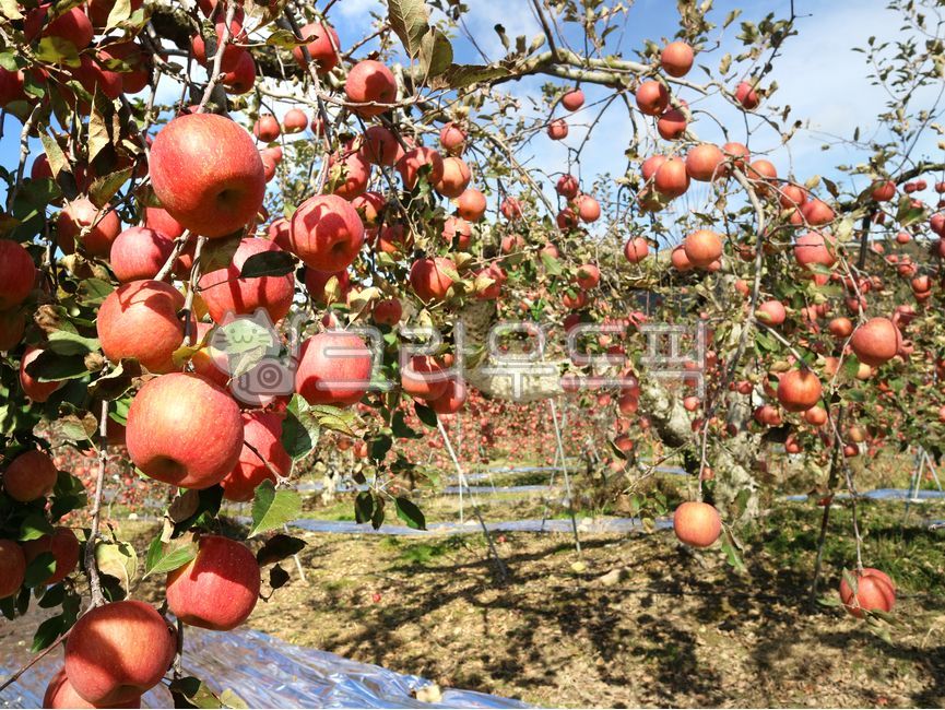 sky,mungyeong apple,appletree,fruit,tree,mungyeong,food,apple,orchard,fruit tree,plant,apple tree