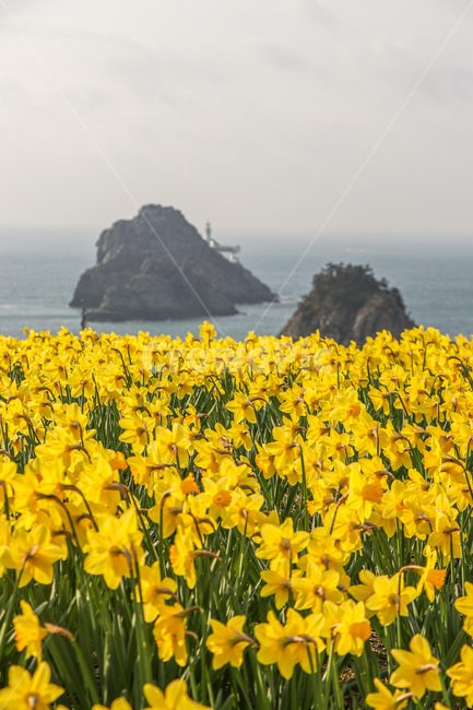 수선화,꽃,식물,flower,nature,자연,land,outdoors,옥외,ocean,대양,sea,바다,water,물,field,들,shoreline,해안선,자연,풍경,nature,landscape