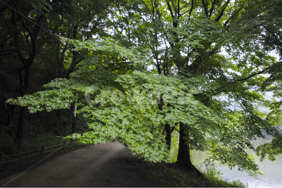 공원,길,나무,자연,산책,park,road,tree,nature,stroll