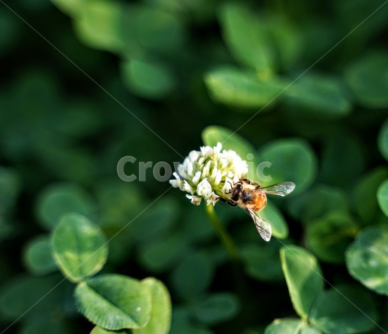 벌,꿀벌,곤충,bee,insect,honeybee,동물,꽃,식물,자연,plants,nature