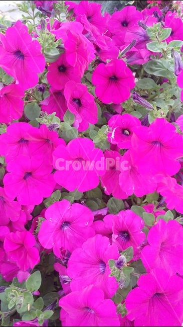 꽃,빨강색,정열,우아함,진분홍색,식물,식물,자연,plants,nature,꽃,flower