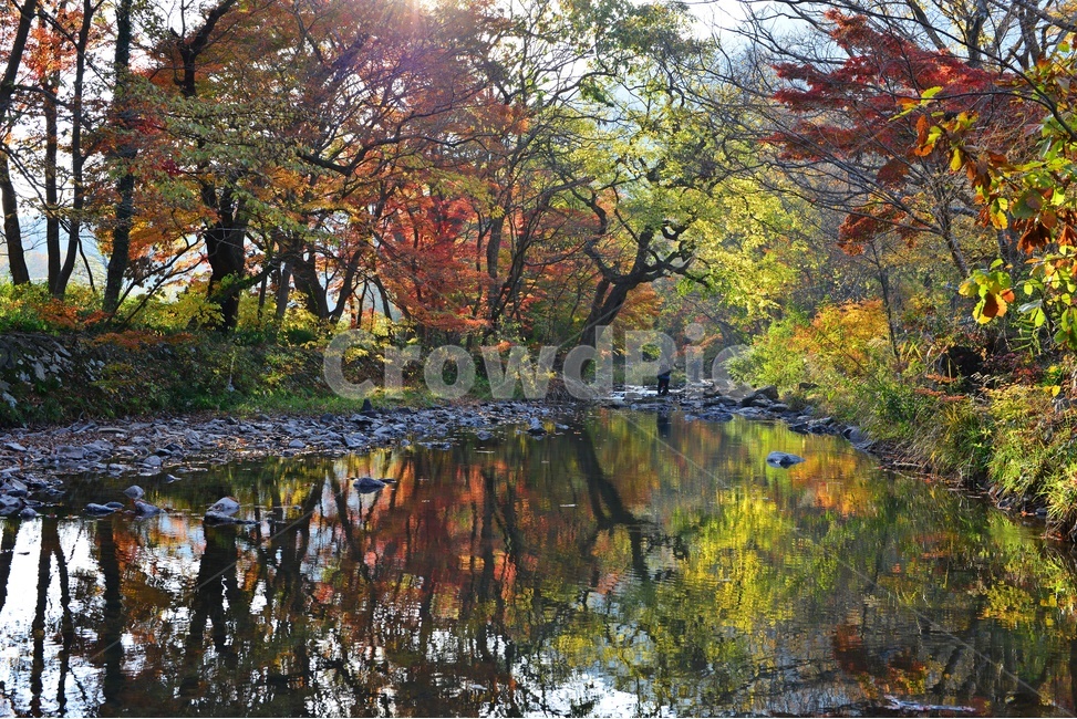 고창,선운사,도솔천,선운사가을,도솔천만추,계곡,가을,계절,추색,추경,만추,경치,경관,풍경,water,물,leaf,잎,nature,자연,outdoors,옥외,maple,단풍,plant,식물,tree,나무,treetrunk,나무줄기,가을,계절,fall,autumn,season,자연,풍경,nature,landscape