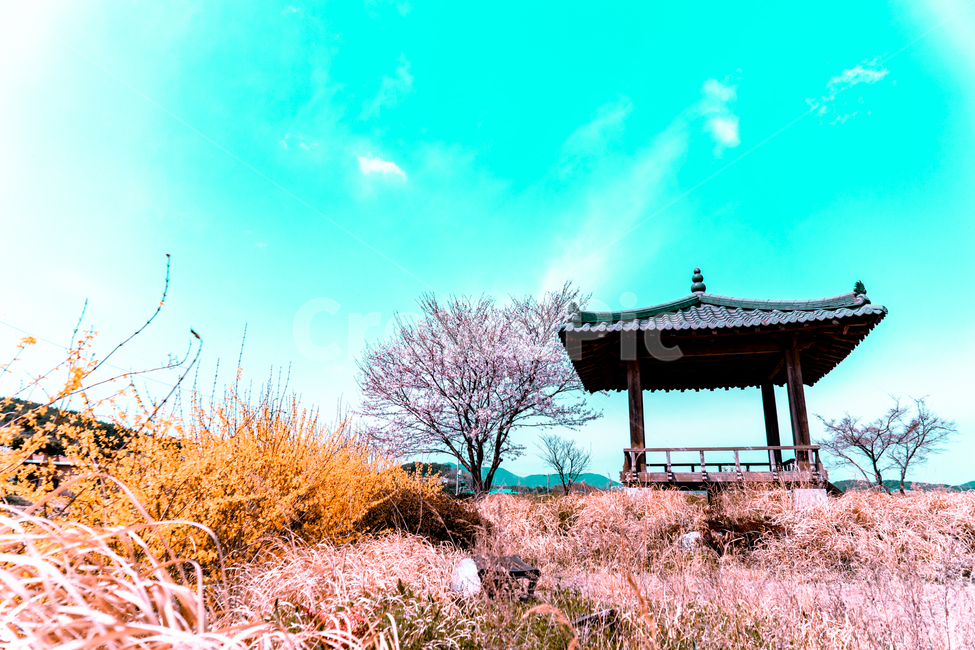 개나리,벚꽃,꽃나무,정자,하늘,flower,sky,spring,봄,풍경,landscape,봄,계절,spring,season,자연,풍경,nature,landscape,한국자연풍경,한국자연경관,korea nature landscape