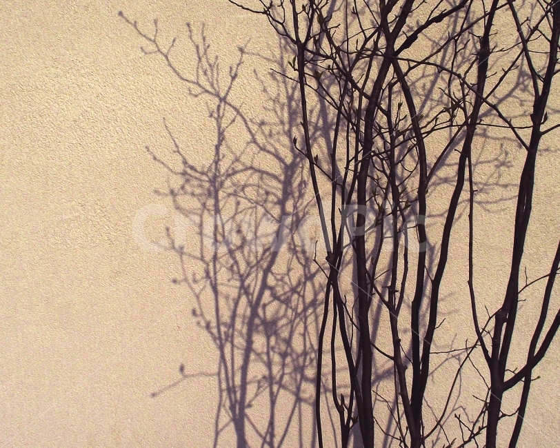 나무,그림자,풍경,사진평안,편안,나뭇가지,나무그림자,식물,자연,plants,nature