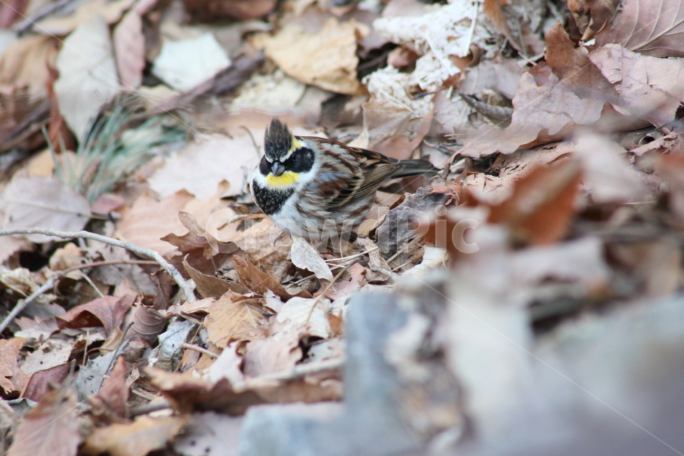 동물,bird,새,노랑턱멧새,yellowthroatedbunting,작은새,노랑턱