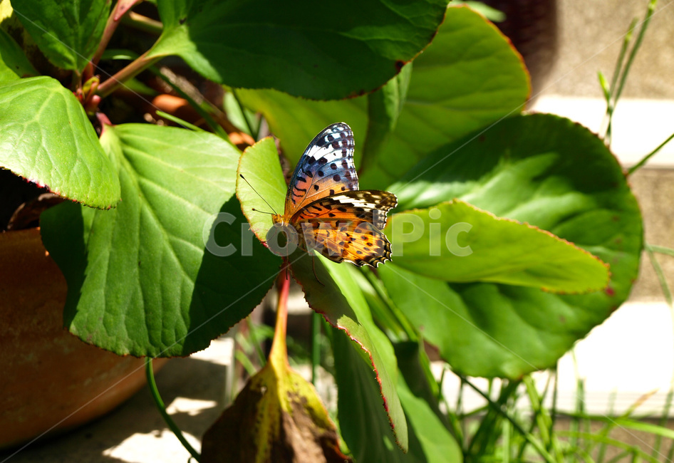 나비,자연,야외,식물,butterfly,nature,outdoor,plant,곤충,insect,벌레,bug