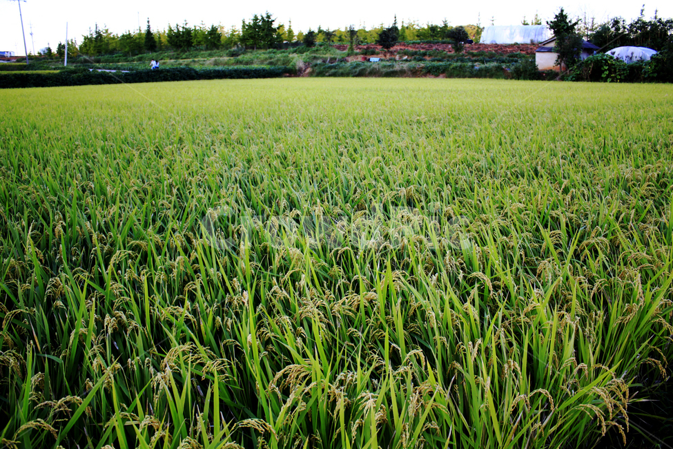 시골,벼,농사,추수,여름,보리,들판,풀,식물,자연,야외,밭,들,field,초목