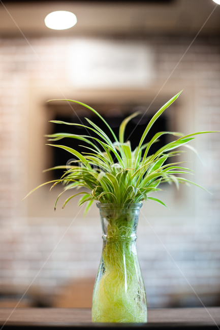 식물,화분,botanical,plant,자연