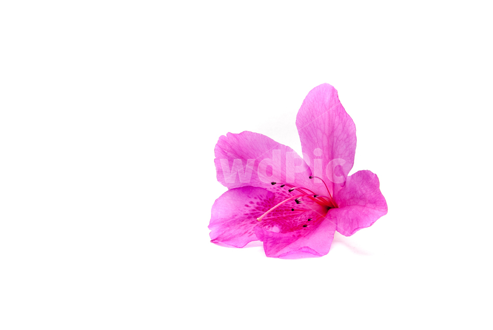 산철쭉,철쭉,누끼,배경,봄,꽃,생화,식물,조경,핑크,분홍,spring,season,flowe,자연,향기,아름다운,화사한,봄꽃,꽃잎,스튜디오,봄,계절,spring,season,식물,자연,plants,nature,꽃,flower,누끼,remove background,blossom,geranium,제라늄,plant,petal