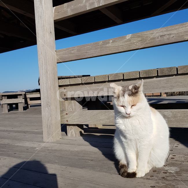 고양이,낮잠,한적함,여유,길냥이,동물,animal,포유류,mammal,고양이,cat,kitten,kitty