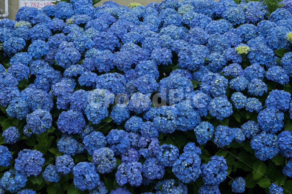 수국,파란수국,수국꽃,flower,hydrangea