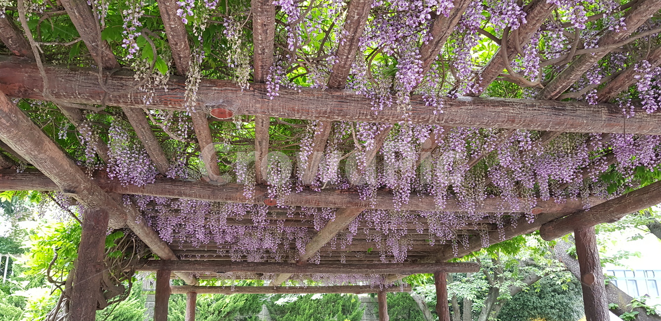 꽃,덩쿨,쉼터,풀,flower