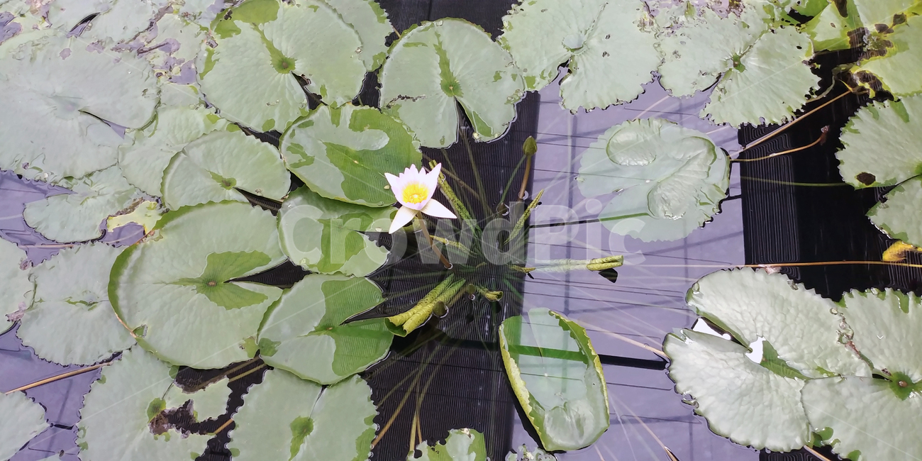 연꽃,물,잎,보라색꽃,가시연,7월,8월,아름다움,plant,식물,flower,blossom,water,nature,자연