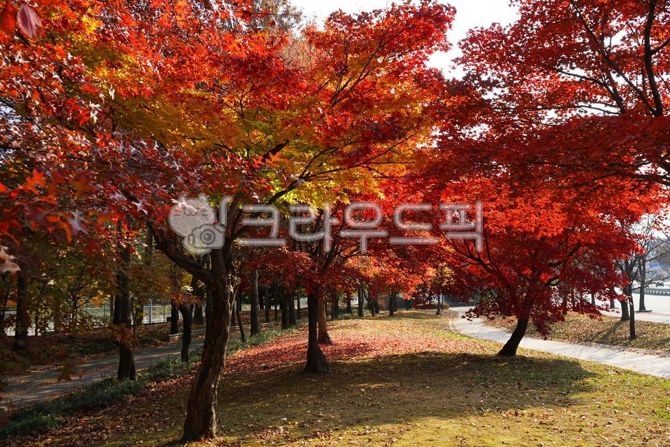 잎, leaf, 나무, tree, 가을, 사진,이미지,일러스트,캘리그라피 - 운사작가