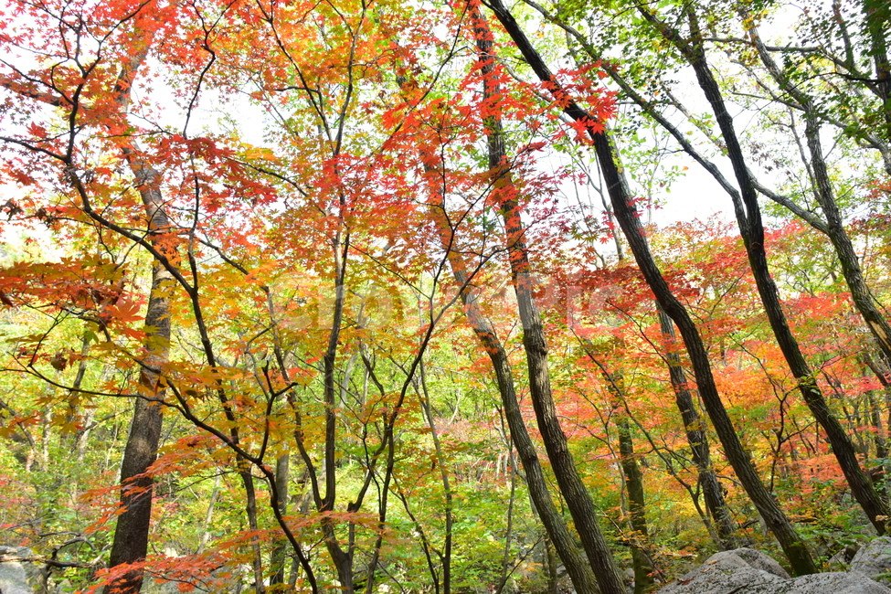 가을,단풍,자연,풍경,북한산,잎,단풍잎,붉은,나무,계절,계곡,숲,힐링,plant,fall,autumn,season,forestnature,landscape,한국자연풍경,한국자연경관,korea,tree,maple,leaf,가을,계절,fall,autumn,season,자연,풍경,nature,landscape,식물,plants,나무,trees,wood
