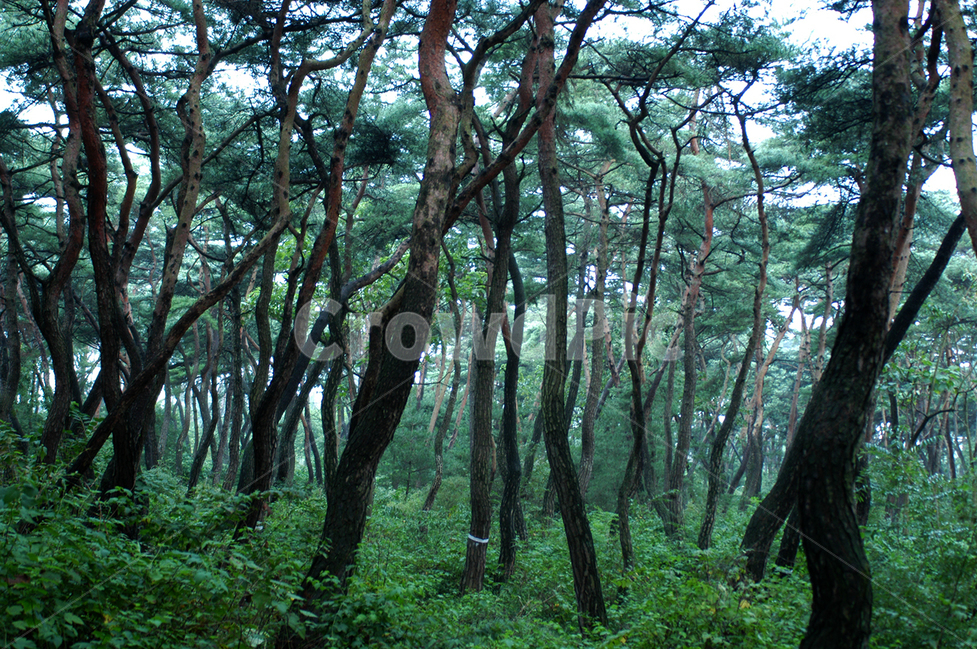 소나무,남산,안개,식물,산,자연,풍경,nature,landscape,vegetation,초목,plant,tree,나무,woodland,삼림지,forest,숲,outdoors,옥외,land,땅,grove,작은 숲,tree trunk,나무 줄기