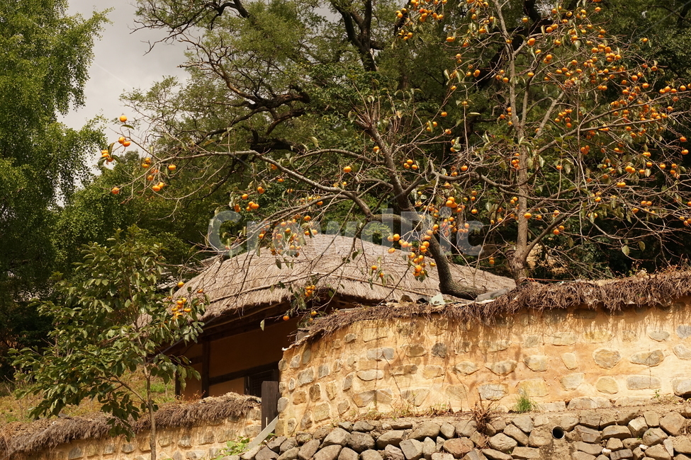 초가집,한국,주거,건물,나무,담벼락,한옥,풍경,시골,마을,풍경,landscape,country,rural,town,한국전통,한국문화,korean traditional,korean culture