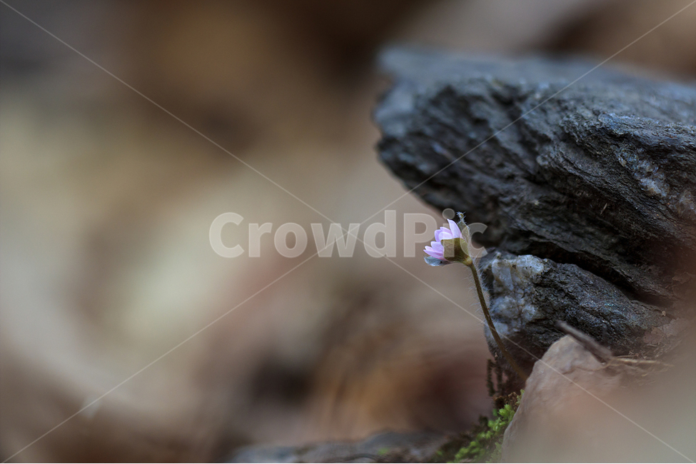 봄,노루귀,야생화,수리산,봄꽃,식물,자연,plants,nature,꽃,flower