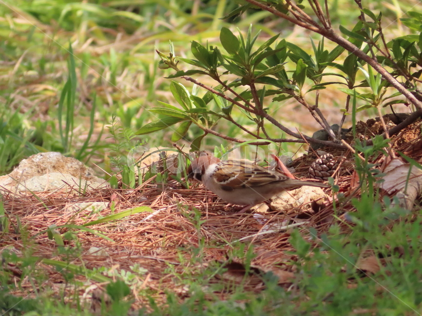참새,동물,잡초,흙,봄,새,조류,갈색,식물,자연,한국조류,sparrow,animal,weed,dirt,nature,spring,bird,brown,plants,동물,animal,조류,새,birds