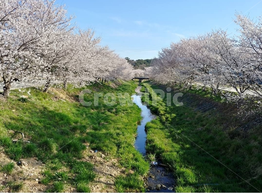 벚꽃,벚꽃놀이,분홍색,봄,벚꽃축제,자연,풍경,nature,landscape,ditch,도랑,plant,식물