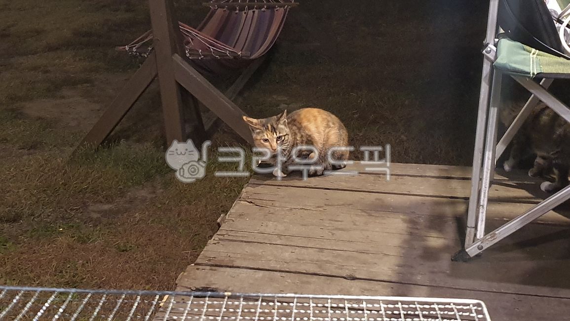 길고양이,코숏,고양이,앉아있는고양이,애완동물,pet,cat,동물,animal,포유류,잔디,자연,반려동물,캠핑,데크,나무데크