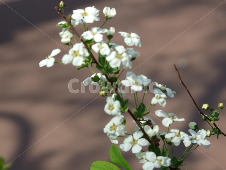 봄,꽃,식물,나무,봄꽃,봄,계절,spring,season,식물,자연,plants,nature,꽃,flower,plant