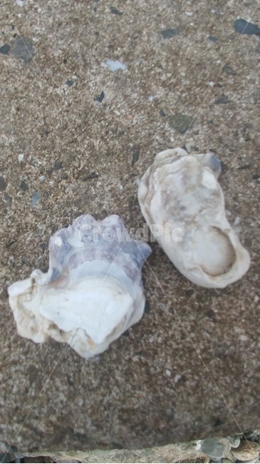 여름,해변,조개,모래,조개껍데기,해변,바다,beach,sea