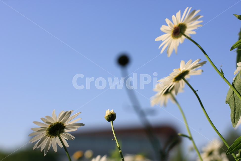 구절초,꽃,들꽃,flower,botanical,wildflower,식물,자연,plants,nature,꽃,flower