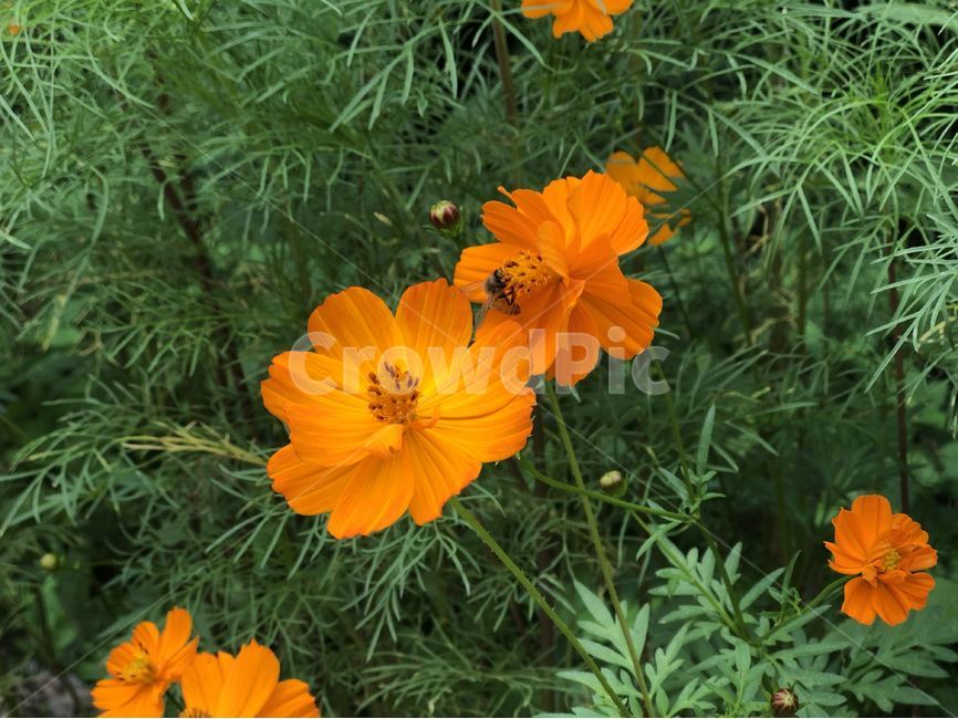 코스모스,꽃,주황,초록,자연,식물,자연,plants,nature,꽃,flower,동물,animal,곤충,벌레,insect,bug