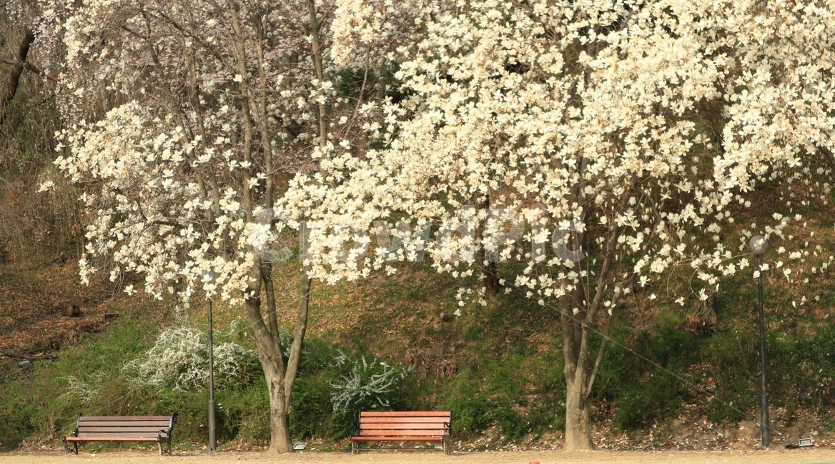 봄,봄풍경,목련,봄꽃,벤치,공원,식물,나무,plant,tree,spring,bench