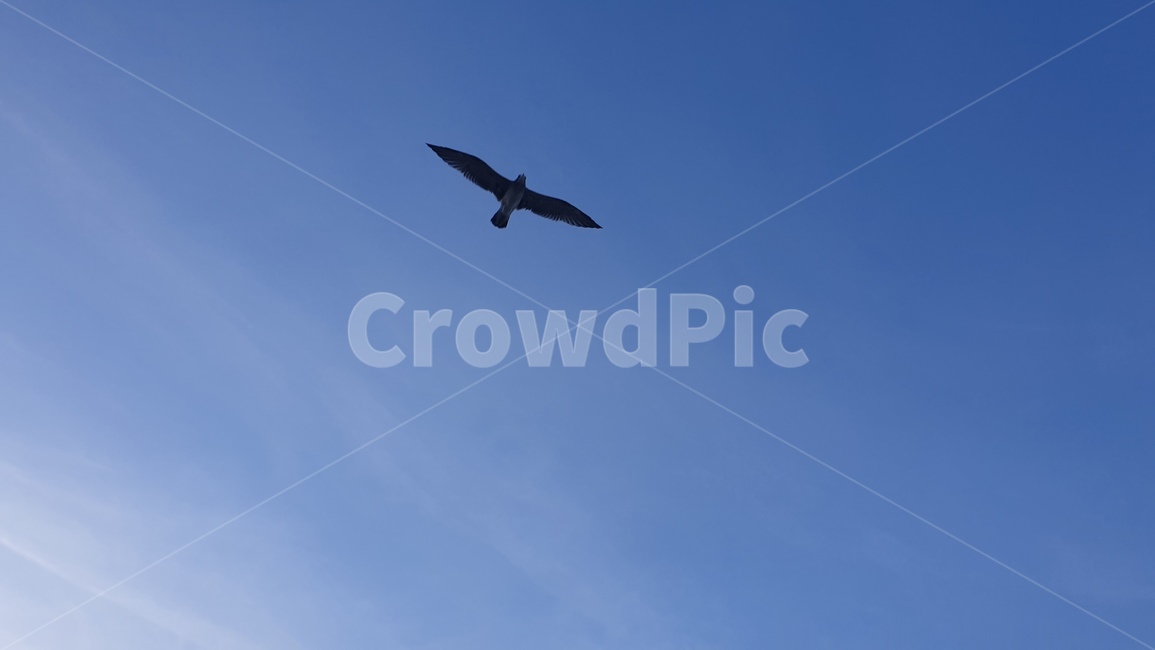 갈매기,비상,새,bird,seagull
