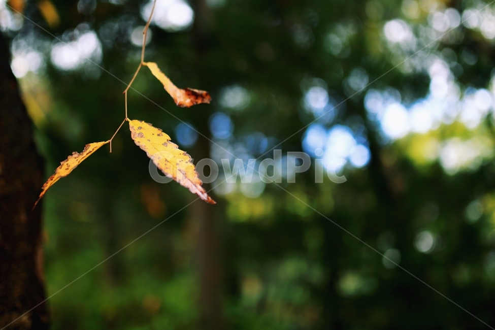 가을,단풍,자연풍경,식물,자연,낙엽,나뭇잎,풍경,가을,계절,fall,autumn,season,식물,자연,plants,nature,감성,sensible,feeling,plant,leaf,잎,tree,나무