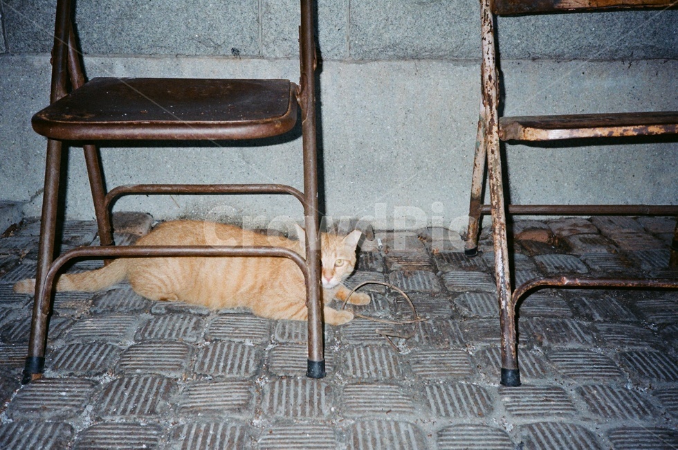 필름,필름사진,길고양이,경계,귀여움,film,filmphoto,cat,koreancat,boundary