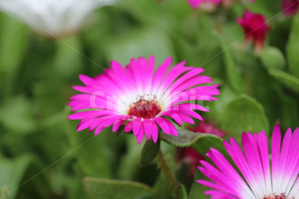 꽃,봄,여름,수목원,자연,봄,계절,spring,season,식물,자연,plants,nature,꽃,flower,plant