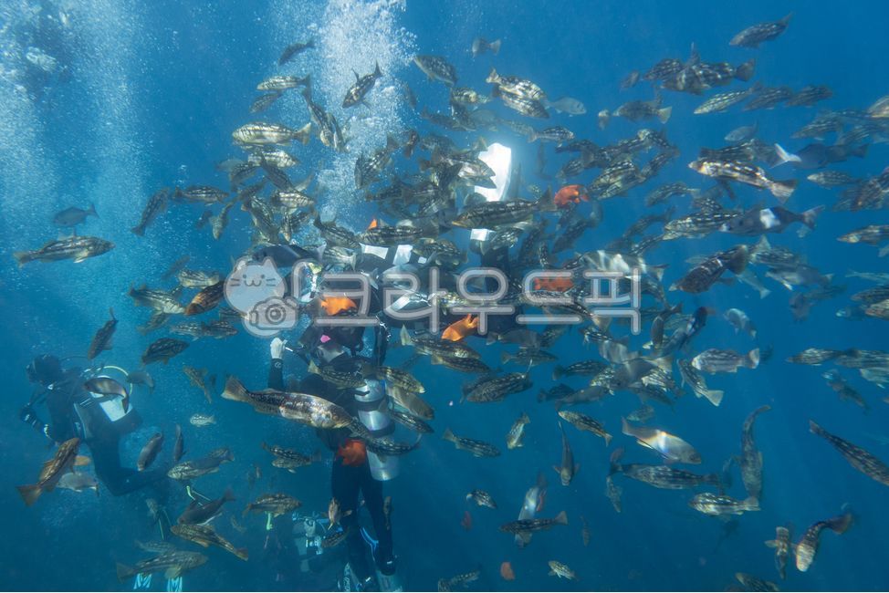 deep,nature,school of fish,bunchoffishes,diver,fishes,water,sea,marine,diving,ocean,blue,airbubbles,fish,underwater,animals,aquatic,group