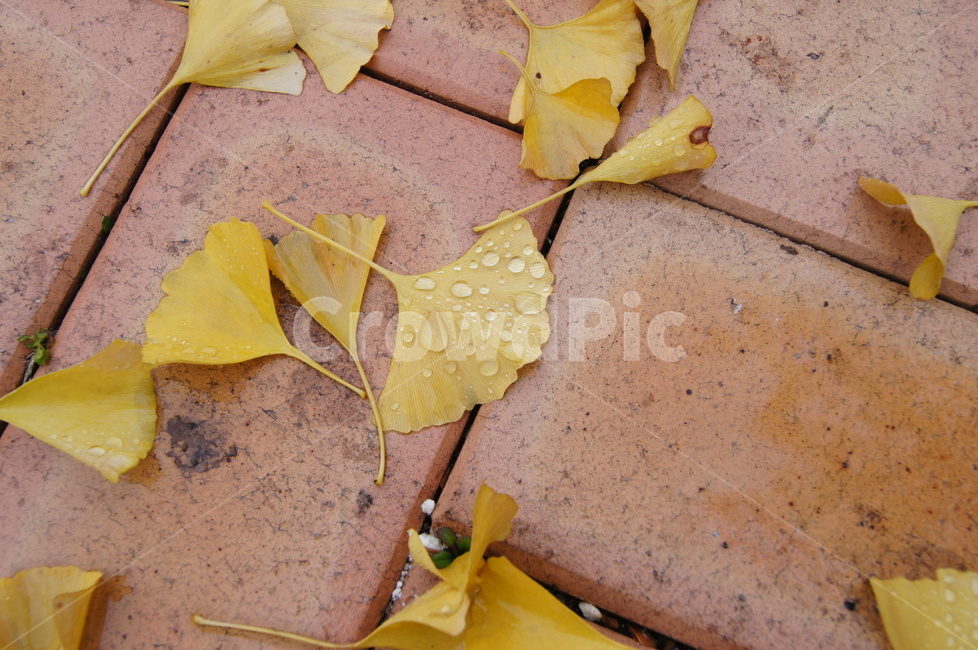 은행잎,은행,가을,비,쓸쓸함,한적함,감성사진,가을비,노란색,가을,계절,fall,autumn,season,plant,식물,leaf,잎