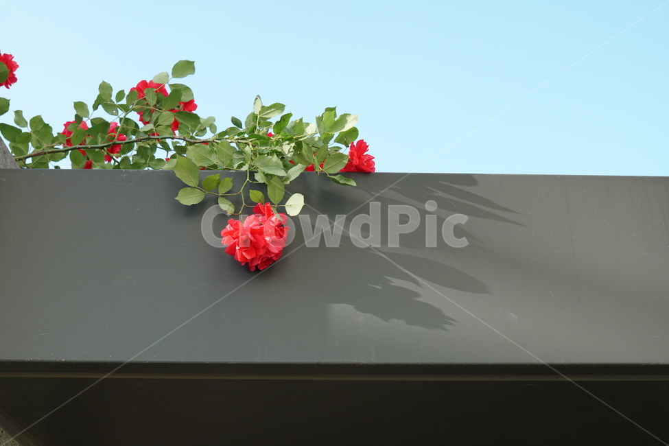 plant,식물,flower,꽃,blossom,장미,rose,redrose,붉은장미,빨간장미,장미꽃,꽃잎,5월,may,geranium,제라늄,난간,테라스