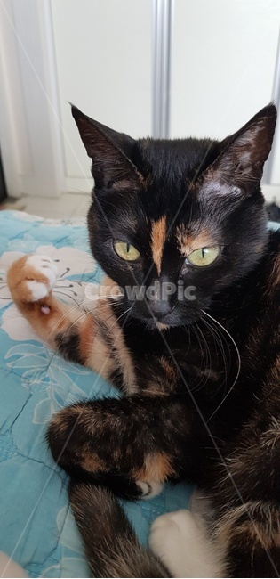 애완동물,동물,animal,고양이,pet