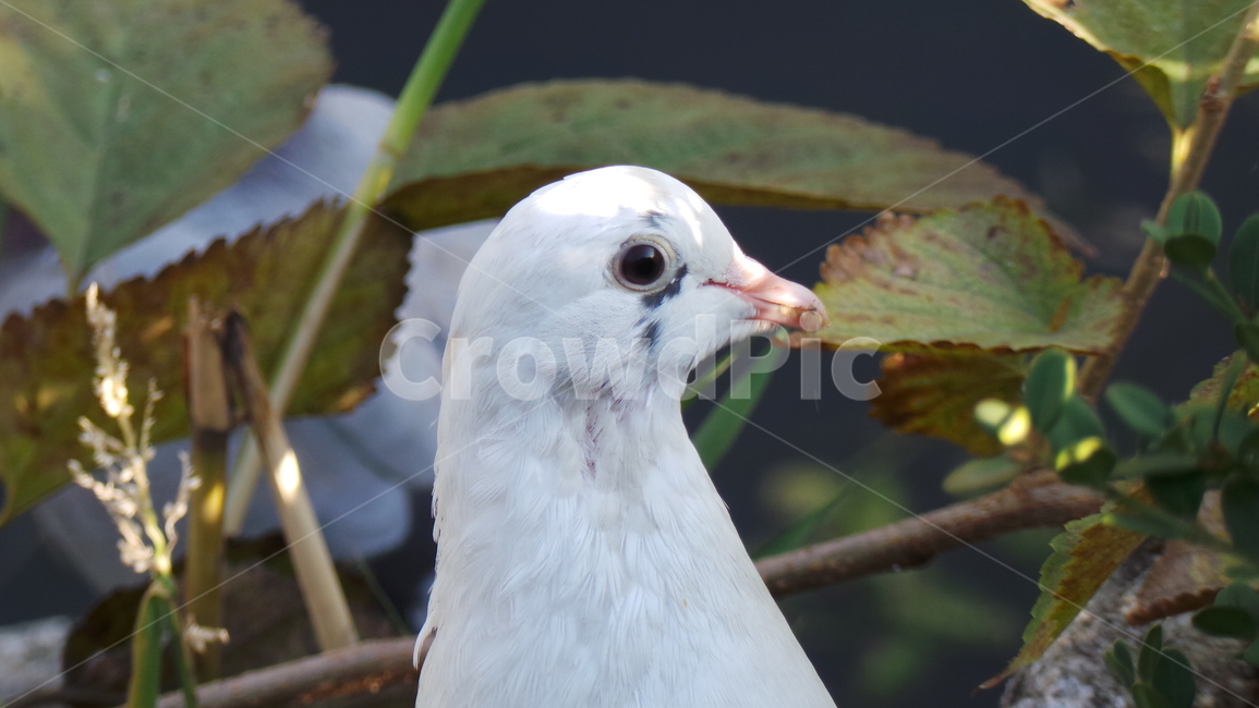 비둘기,흰비둘기,새,조류,눈망울,초롱초롱,눈동자,동물,animal,조류,새,birds