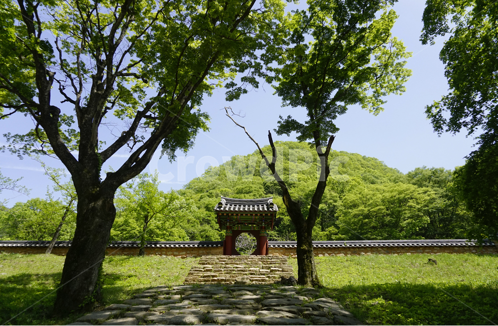 한국,전통,풍경,korea,traditional,tree,나무,자연,풍경,nature,landscape,한국자연풍경,한국자연경관,korea nature landscape,garden,정원,outdoors,옥외,arbour,정자,plant,식물,tree trunk,나무 줄기