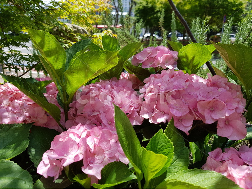 수국,여름꽃,꽃,수국화분,핑크수국,연보라수국,자색수국,식물,꽃나무,식물,자연,plants,nature,꽃,flower