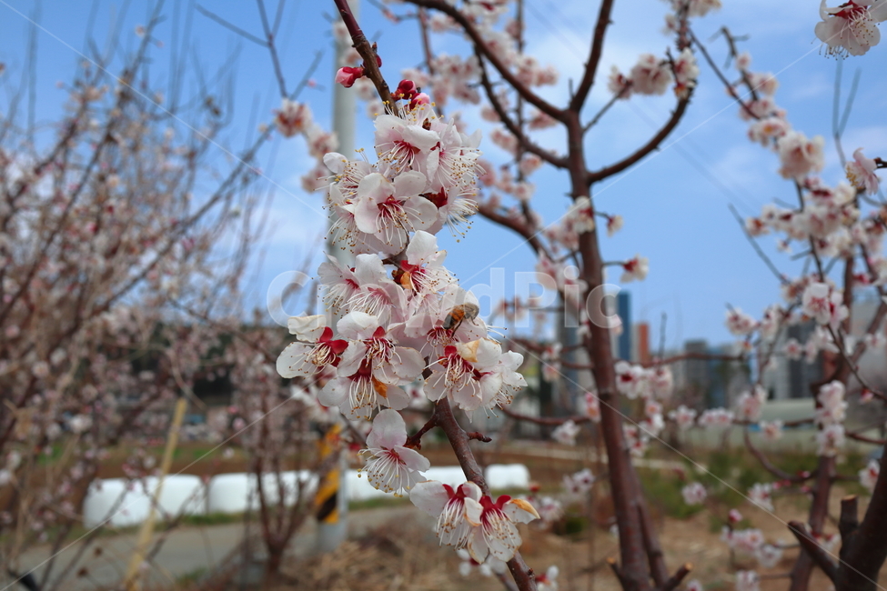 꽃,식물,flower,봄,벌,plant,blossom,계절,꿀벌,봄,계절,spring,season