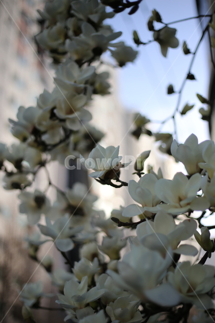꽃,꽃잎,봄,식물,blossom,cherryblossom,flower,plant