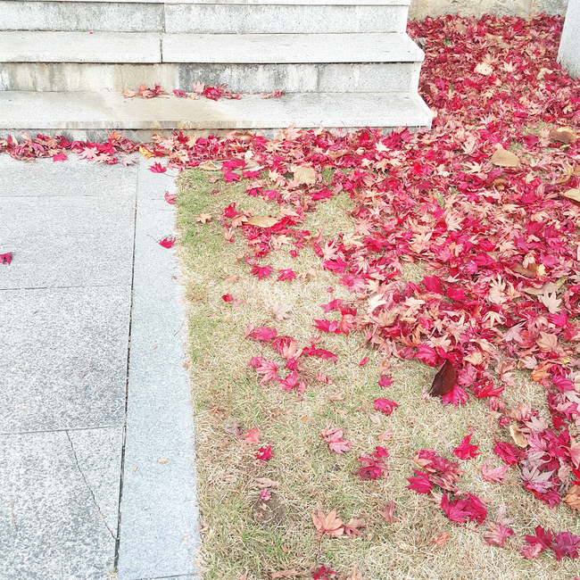가을,단풍잎,빨강,단풍,길,계단,가을,계절,fall,autumn,season,blossom,꽃,petal,꽃잎,plant,식물,flower