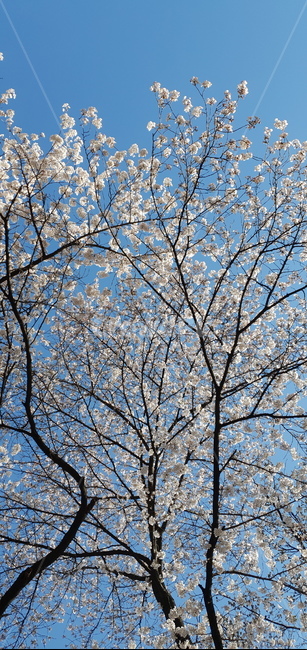plant,식물,cherryblossom,벚꽃,봄