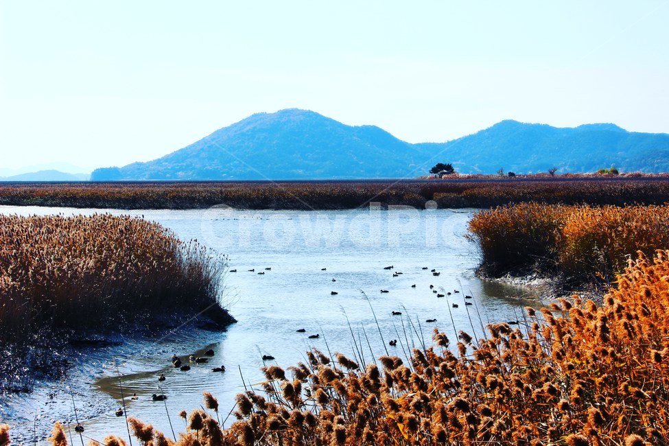 가을,순천,순천만,산,풍경,가을,계절,fall,autumn,season,자연,풍경,nature,landscape,한국자연풍경,한국자연경관,korea nature landscape,outdoors,옥외,land,땅