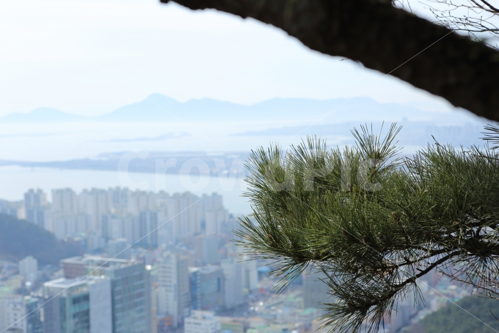 풍경,경치,주말,등산,소나무,솔잎,푸름,녹색,정상,배경화면,뷰,데일리,식물,자연,plants,nature,도시,풍경,city,landscape