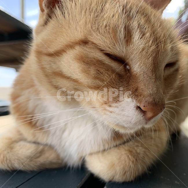 pet,cat,동물,animal,고양이,길고양이,동물,animal,포유류,mammal,고양이,cat,kitten,kitty