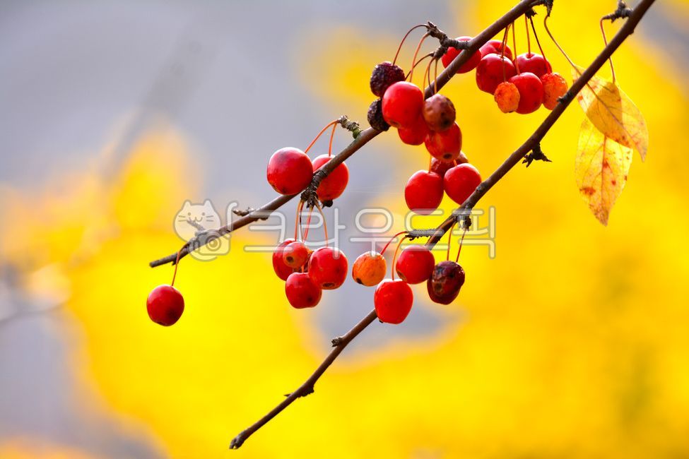Fruit,fruit,small fruit,baby apple,tree fruit,yellow,ornamental,Red,autumn fruit,outdoors,fruition,season,ripe,edible,flower apple