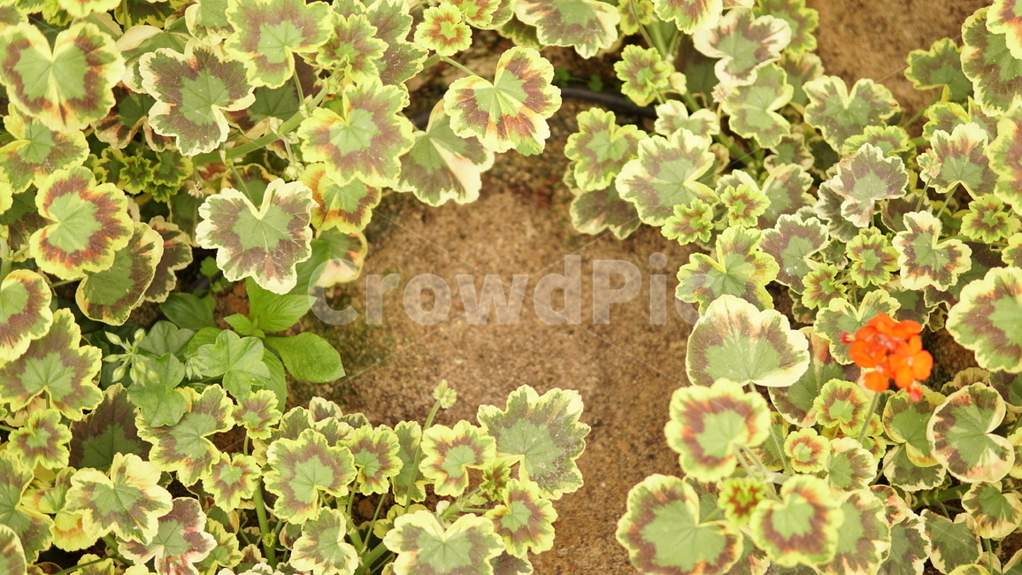 식물,땅,잎사귀,꽃,정원,식물,자연,plants,nature